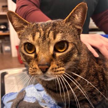 Domestic Short Hair Cats Available for Adoption - Steven | PetCurious