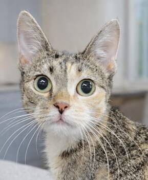 Domestic Short Hair and Tabby Cats Available for Adoption - Jina | PetCurious