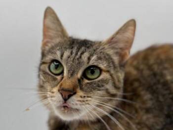 Opal -  Domestic Short Hair Cat for Adoption in Portland, Oregon - Opal | PetCurious
