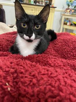Buzz - Bonded with Twix -  Domestic Short Hair and Tuxedo Cat for Adoption in Tuscaloosa, Alabama - Buzz - Bonded With Twix | PetCurious