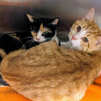 Domestic Short Hair Cats Available for Adoption in Normal, Illinois - Astra | PetCurious