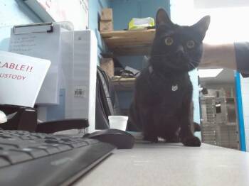 Domestic Short Hair Cats Available for Adoption in Albuquerque, New Mexico - FRANCESCA | PetCurious