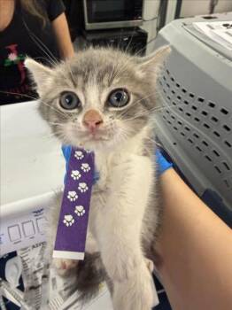 *ALVIN -  Domestic Short Hair Cat for Adoption in Woodland, California - *ALVIN | PetCurious