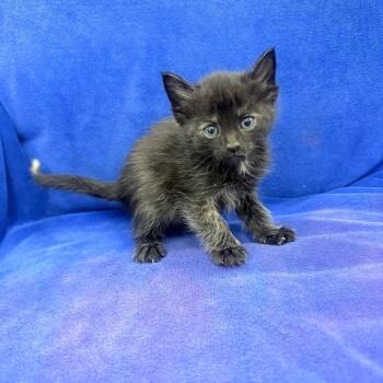 Domestic Short Hair Cats Available for Adoption in Jupiter, Florida - Carnation | PetCurious
