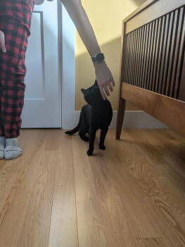 Rescue Domestic Short Hair Cats for Adoption - Felix | PetCurious