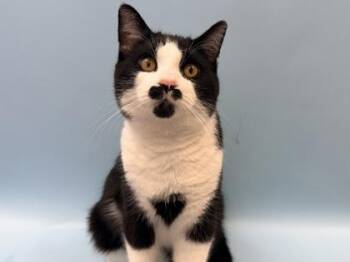 Monty -  Domestic Short Hair Cat for Adoption in Woodbury, Minnesota - Monty | PetCurious