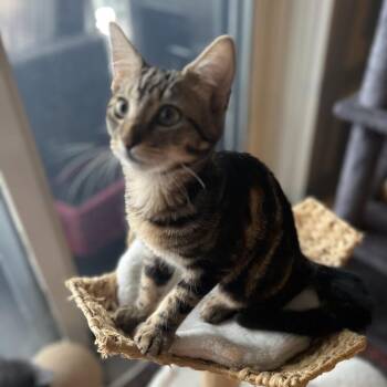 Marlin -  Domestic Short Hair Cat for Adoption in Sunrise, Florida - Marlin | PetCurious