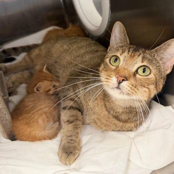 MamaGirl -  Domestic Short Hair Cat for Adoption in Philadelphia, Pennsylvania - MamaGirl | PetCurious