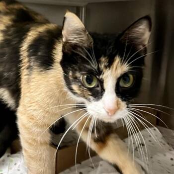ZOLA -  Domestic Short Hair Cat for Adoption in St. Louis, Missouri - ZOLA | PetCurious