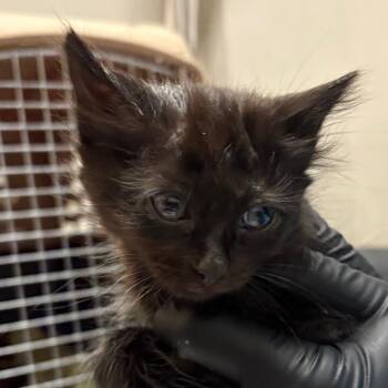 Domestic Short Hair Cats Available for Adoption in Yuma, Arizona - Spear | PetCurious