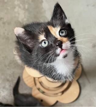 Daisy -  Domestic Short Hair Cat for Adoption in Oceanside, California - Daisy | PetCurious