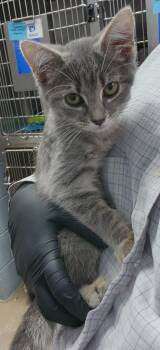 Rescue Domestic Short Hair Cats for Adoption in Cincinnati, Ohio - Fromage | PetCurious