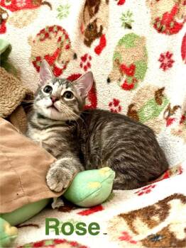 Rose -  Tabby Cat for Adoption in Deltona, Florida - Rose | PetCurious