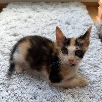 Sparkle -  Domestic Short Hair Cat for Adoption in Greensboro, North Carolina - Sparkle | PetCurious