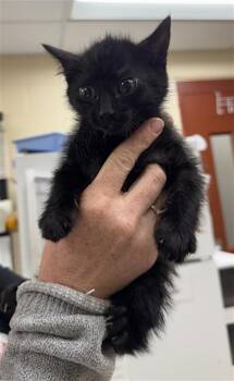BISHOP -  Domestic Short Hair Cat for Adoption in Aliquippa, Pennsylvania - BISHOP | PetCurious