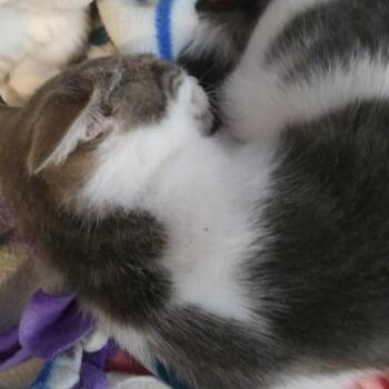 Doe -  Domestic Short Hair Cat for Adoption in PORT WENTWRTH, Georgia - Doe | PetCurious