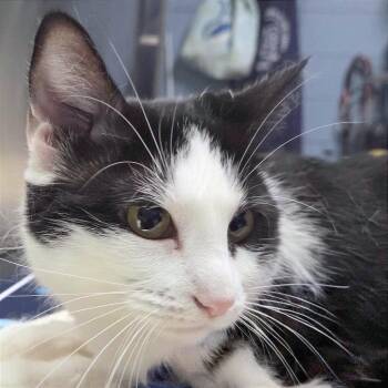 Nana -  Domestic Short Hair Cat for Adoption in Providence, Rhode Island - Nana | PetCurious