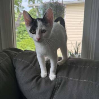 Pixie ARC26 - 275 -  Domestic Short Hair Cat for Adoption in Akron, New York - Pixie ARC26 - 275 | PetCurious