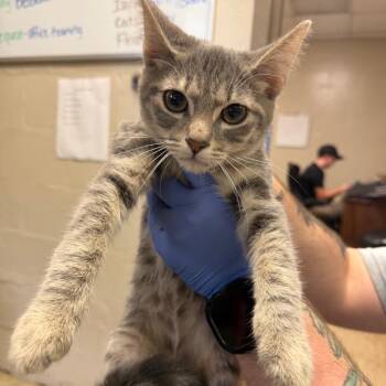 Mavis -  Domestic Short Hair Cat for Adoption in Birmingham, Alabama - Mavis | PetCurious