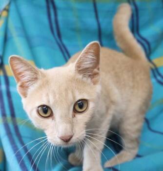 Willy -  Domestic Short Hair Cat for Adoption in Thief River Falls, Minnesota - Willy | PetCurious