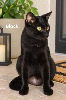 Blacki -  Domestic Short Hair Cat for Adoption in Alafaya, Florida - Blacki | PetCurious