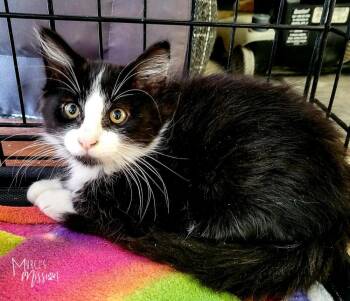 Tuffy -  Domestic Long Hair Cat for Adoption in Spokane, Washington - Tuffy | PetCurious