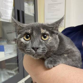 Brow -  Domestic Short Hair Cat for Adoption in Monroe, Louisiana - Brow | PetCurious