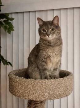 Domestic Short Hair Cats Available for Adoption - Mia | PetCurious