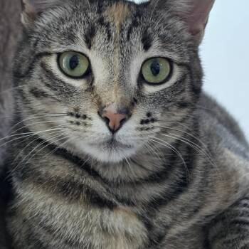 Miso -  Domestic Short Hair Cat for Adoption in Arlington, Washington - Miso | PetCurious