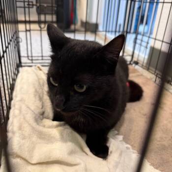 Domestic Short Hair Cats Available for Adoption in Port Charlotte, Florida - Olive | PetCurious