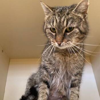 Jellybean -  Domestic Short Hair Cat for Adoption in Dayton, Ohio - Jellybean | PetCurious