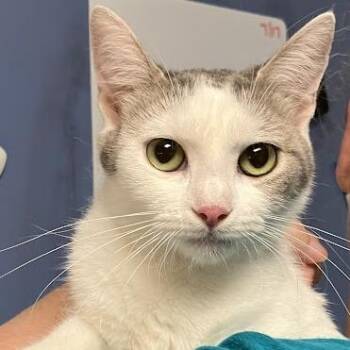 Princess Celetia -  Domestic Short Hair Cat for Adoption in Dekalb, Illinois - Princess Celetia | PetCurious