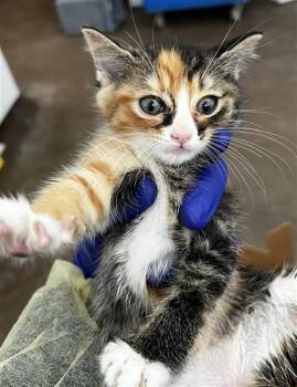 IVY -  Domestic Long Hair Cat for Adoption in Dallas, Texas - IVY | PetCurious