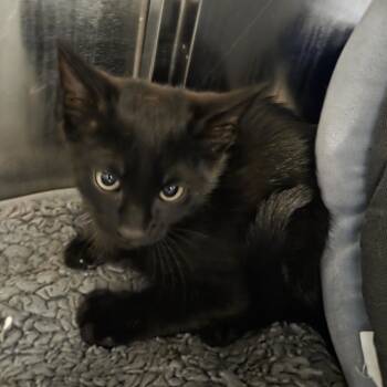 Rescue Domestic Short Hair Cats for Adoption in Oak Brook, Illinois - Forest | PetCurious