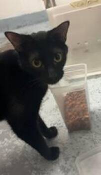 Vina -  Domestic Short Hair Cat for Adoption in Los Angeles, California - Vina | PetCurious