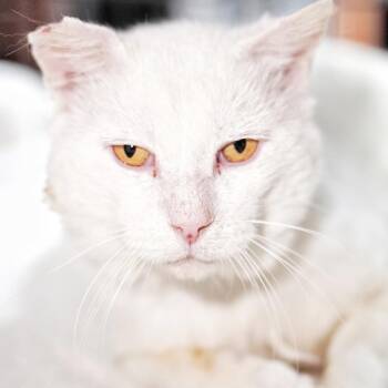 Sad Boy -  Domestic Medium Hair Cat for Adoption in Los Angeles, California - Sad Boy | PetCurious