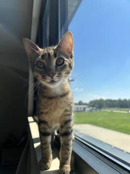 Billiam -  Domestic Short Hair Cat for Adoption in Effingham, Illinois - Billiam | PetCurious