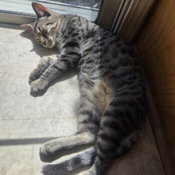 Jevon -  Domestic Short Hair Cat for Adoption in Redwood Valley, California - Jevon | PetCurious