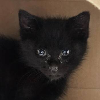 Domestic Short Hair Cats Available for Adoption in Reno, Nevada - Tucker | PetCurious