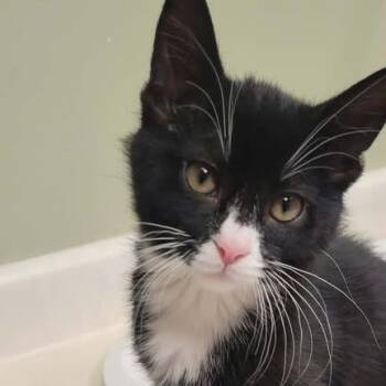 Cotton Candy -  Domestic Short Hair Cat for Adoption in Milan, Illinois - Cotton Candy | PetCurious