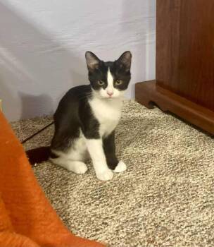 Rescue Domestic Short Hair Cats for Adoption in West Mifflin, Pennsylvania - Godiva | PetCurious