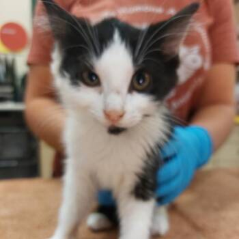 Domestic Short Hair Cats Available for Adoption in Nashville, Tennessee - Robin | PetCurious
