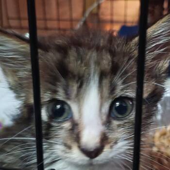Scout -  Domestic Short Hair Cat for Adoption in Marion, Illinois - Scout | PetCurious