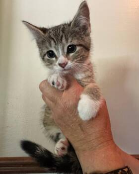 Lily Kitten -  Domestic Short Hair Cat for Adoption in Mukwonago, Wisconsin - Lily Kitten | PetCurious