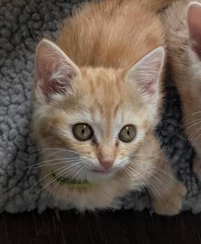 Domestic Short Hair Cats Available for Adoption - Sherbert | PetCurious