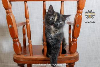 Domestic Long Hair and Tortoiseshell Cats Available for Adoption in Riverside, California - Veta Louise | PetCurious