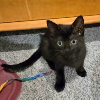 Miuccia Prada -  Domestic Short Hair Cat for Adoption in Fairway, Kansas - Miuccia Prada | PetCurious