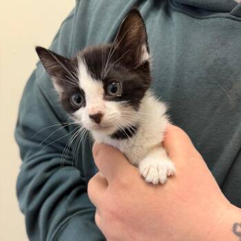 Domestic Short Hair Cats Available for Adoption in Enfield, New Hampshire - Liam Mairi | PetCurious