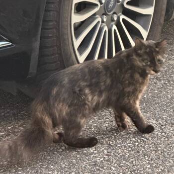 Found 7th Ave SW, Pine Island MN (Bobby) -  Domestic Short Hair Cat for Adoption in Rochester, Minnesota - Found 7th Ave SW, Pine Island MN (Bobby) | PetCurious