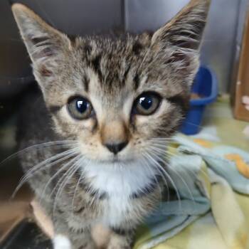 Diamond -  Domestic Short Hair Cat for Adoption in Marble, North Carolina - Diamond | PetCurious
